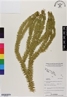 登錄號:BP03039藏品圖，第1張