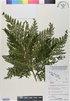 登錄號:BP03040藏品圖，第1張