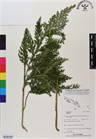 登錄號:BP03040藏品圖，第2張