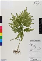 登錄號:BP03041藏品圖，第1張