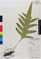 登錄號:BP03042藏品圖，第1張