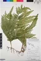 登錄號:BP03045藏品圖，第1張