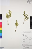 登錄號:BP03047藏品圖，第1張