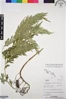 登錄號:BP03049藏品圖，第1張