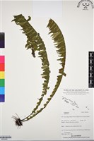 登錄號:BP03050藏品圖，第1張