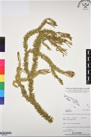 登錄號:BP03051藏品圖，第1張