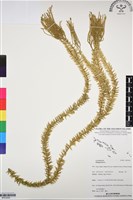 登錄號:BP03052藏品圖，第1張