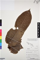 登錄號:BP03053藏品圖，第1張