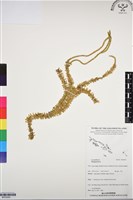 登錄號:BP03054藏品圖，第1張