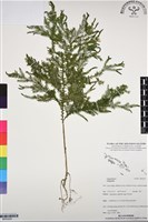 登錄號:BP03055藏品圖，第1張