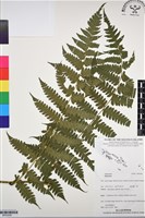 登錄號:BP03056藏品圖，第1張