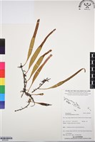 抱樹石葦藏品圖，第1張