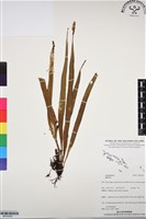 登錄號:BP03059藏品圖，第1張