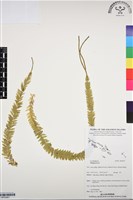 登錄號:BP03061藏品圖，第1張