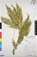 登錄號:BP03062藏品圖，第1張