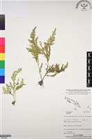 登錄號:BP03063藏品圖，第1張