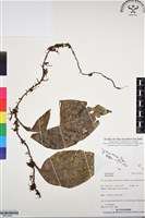 登錄號:BP03064藏品圖，第1張