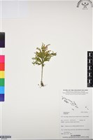 登錄號:BP03065藏品圖，第1張
