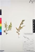 登錄號:BP03066藏品圖，第1張