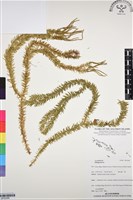 登錄號:BP03068藏品圖，第1張