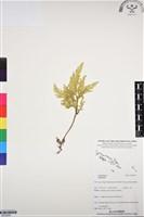 登錄號:BP03069藏品圖，第1張