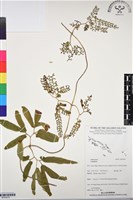 登錄號:BP03070藏品圖，第1張