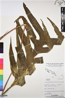 登錄號:BP03071藏品圖，第1張