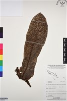 登錄號:BP03072藏品圖，第1張