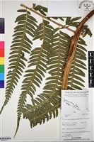 登錄號:BP03073藏品圖，第1張