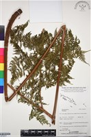 登錄號:BP03074藏品圖，第1張