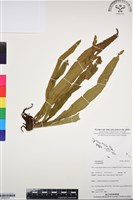 登錄號:BP03075藏品圖，第1張