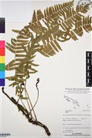 登錄號:BP03076藏品圖，第1張