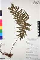 登錄號:BP03077藏品圖，第1張
