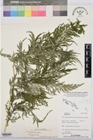 登錄號:BP03078藏品圖，第1張