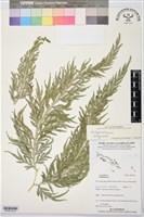 登錄號:BP03078藏品圖，第2張