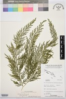 登錄號:BP03078藏品圖，第3張