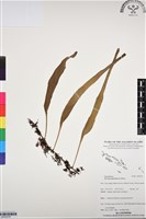 抱樹石葦藏品圖，第1張