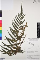 登錄號:BP03080藏品圖，第1張