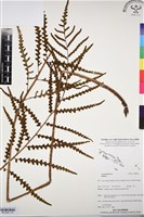 登錄號:BP03081藏品圖，第1張