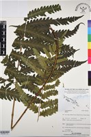 登錄號:BP03081藏品圖，第2張