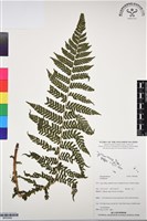 登錄號:BP03082藏品圖，第1張