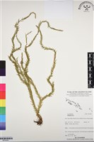 登錄號:BP03083藏品圖，第1張