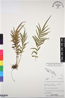 登錄號:BP03084藏品圖，第1張