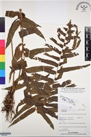 登錄號:BP03086藏品圖，第1張