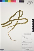 登錄號:BP03089藏品圖，第1張