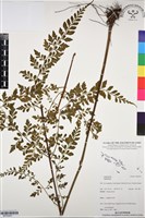 登錄號:BP03091藏品圖，第1張