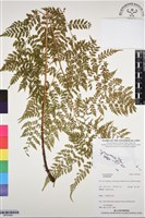 登錄號:BP03092藏品圖，第1張