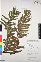 登錄號:BP03093藏品圖，第1張