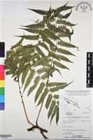 登錄號:BP03095藏品圖，第1張