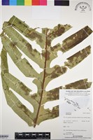 登錄號:BP03097藏品圖，第1張